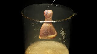 Vaporizing chicken in acid [upl. by Legra]