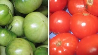 Ripening Green Tomatoes  saving late fall tomatoes PC Quick Clips [upl. by Rabin]