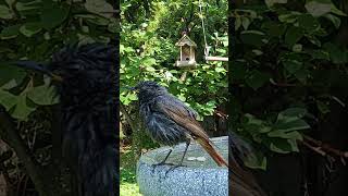 💦 Shake it after bath 🧡 Black redstart💦 [upl. by Faden]