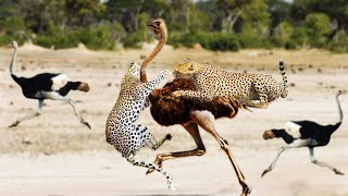 Cheetah Vs Ostrich In A Big Fights Who Will Win [upl. by Alyehc]