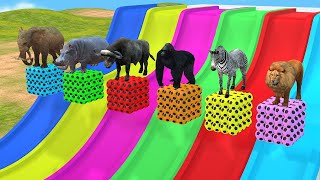 Long Slide Game With Elephant Gorilla Buffalo Hippopotamus Tiger 3d Animal Game Funny 3d Animals [upl. by Petey485]