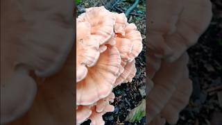 Alien Mushroom found on trail nature foraging [upl. by Anilak]