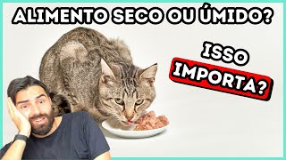 Devo Alimentar Um Gato Com Comida Úmida Ou Seca [upl. by Ofloda]