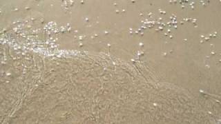 Coquina Clams Emerging [upl. by Gayl]