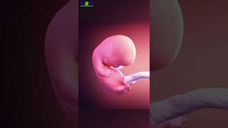 Incredible Fetal Development❗ [upl. by Tray974]