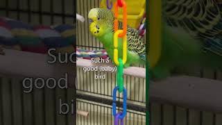 Amazing Sweet  Boba the Budgie  Talking Parakeet shorts [upl. by Morten]