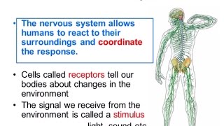 Nervous System Part 1  Overview ALevel Biology [upl. by Paluas]