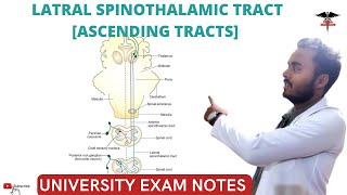 Lateral Spinothalamic tract  Ascending Tracts  Spinal cord  CNS Physiology [upl. by Nyahs]