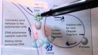 DNA replication in prokaryotes 3 [upl. by Mehalek144]