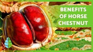 HORSE CHESTNUT🌰🌿 Health Benefits Recipes and Safety Tips [upl. by Vadnee]