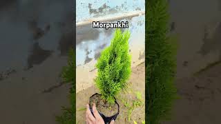 Morpankhi plant plants viralvideo nature treefarming [upl. by Emeline]