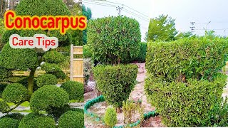 How to grow and care conocarpus  All gardening information [upl. by Annocahs]