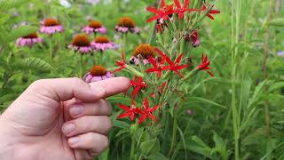 Royal Catchfly Silene regia  Threatened Thursday [upl. by Derna]