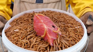 22 Foods You Didnt Know Mealworms Would Eat [upl. by Chaiken]