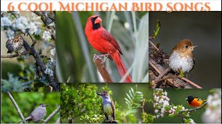 6 Cool Michigan Bird Songs [upl. by Tien]