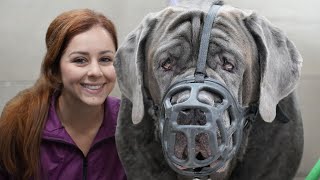 180lbs Neapolitan Mastiff with a bite history [upl. by Sawyer]