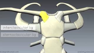 Sternoclavicular Joint  3D Anatomy Tutorial [upl. by Idner37]