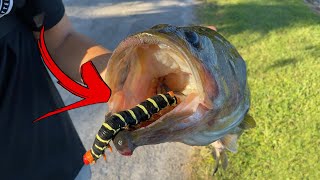 HELP IDENTIFY TOXIC WORM FOUND in FISHES MOUTH [upl. by Llennol428]