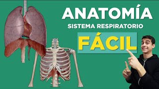 ✅ ANATOMÍA del SISTEMA RESPIRATORIO HUMANO Fácil [upl. by Eeleimaj]