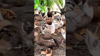 Nagaon Local Hahor Farm Assam local hah farm Assam duck farming Assam Duckling supplyer [upl. by Nanoc694]