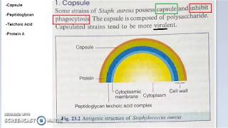 Microbiology 101 c Staphylococcus Antigen Structure Virulence Factors Capsular Teichoic acid [upl. by Erdied]