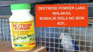 DEXTROSE POWDER LANG MALAKASBUMALIK ANG SIGLA NG IBON KO [upl. by Ikir455]