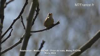 Troglodyte mignon Troglodytes troglodytes France Ile de France 2024 réalisation de Malay PHCAR [upl. by Enelhtak]