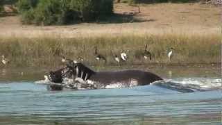 HIPPO  Amazing Hippo run under water excellent footage [upl. by Nigen]