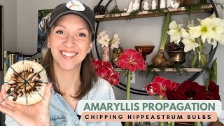 Propagating Amaryllis by Chipping  Notching Hippeastrum Bulbs to Produce Multiple Offsets [upl. by Adlay]