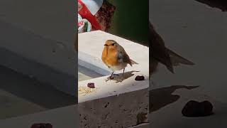 European robin Erithacus rubecula LOVES eating oiled oat flakes [upl. by Akima885]