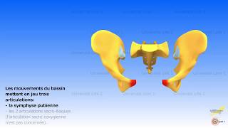 La mobilité du bassin les mouvements du sacrum [upl. by Llenrod]