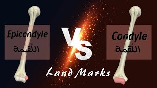 Difference between Condyle and Epicondyle  الفرق بين اللقمة واللقيمة [upl. by Aikel28]