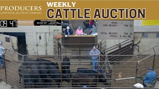 5302024  Producers Livestock Auction Company  Cattle Auction [upl. by Tamis]