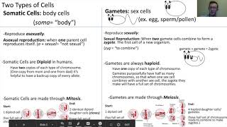 Somatic Cells vs Gametes [upl. by Aimerej]