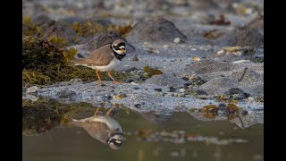 Photographing shorebirds [upl. by Christis376]