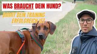 Was dein Hund braucht damit dein Training klappt [upl. by Atte]