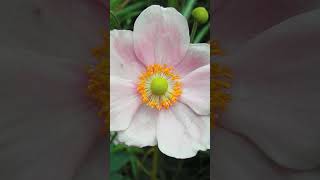 Anemone  Windflowers in Buttercup Family Ranunculaceae  Observed in Description [upl. by Gwynne]