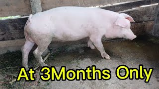 How to make money in a piggery business [upl. by Anestassia]