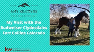 The Clydesdales quotBrotherhoodquot  2013 Budweiser Super Bowl Commercial [upl. by Ainitsirk885]