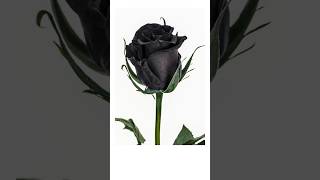 Black Rose The Rarest Flower in the World Facts shorts [upl. by Auqenet]