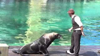 Gold Coast Seaworld sea lion Fish Detectives show [upl. by Pegma]