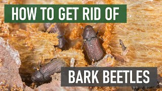 How to Get Rid of Bark Beetles 4 Easy Steps [upl. by Politi]