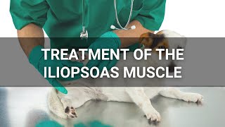 Treatment of Iliopsoas Injuries with Manual Therapy Shockwave Therapy and a Home Exercise Program [upl. by Nireil56]