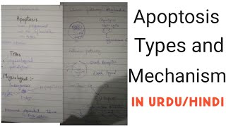 Apoptosis  classification and mechanism of apoptosis in easy way in urdu hindi General pathology [upl. by Sharity]