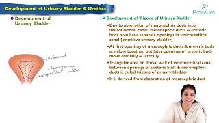 Development of urinary bladder amp urethra  Embryology Lecture [upl. by Rosanna]