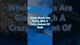 Whale Sharks Are Giants That Have Over 3000 Teeth whaleshark whalesharks alotofteeth oceansea [upl. by Sailesh]