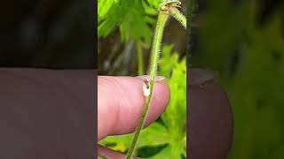 Tiny caterpillar on its cucoon on Geranium pratense stem 💚🦋 [upl. by Arza114]