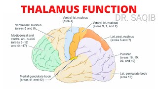 Thalamus Function [upl. by Nolahc486]