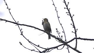 Song Thrush singing in the rain [upl. by Mima816]