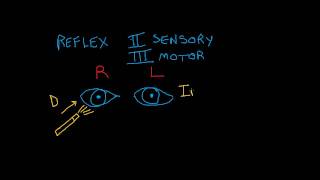 Cranial Nerve Testing Direct and Indirect Light Reflexes [upl. by Ysiad26]